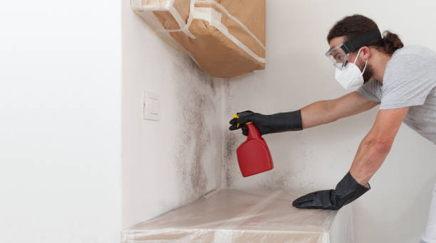 Professional Attic Mold Remediation technician working in Easton, PA