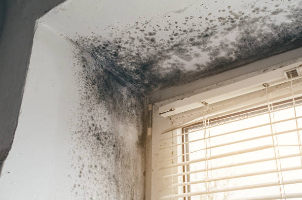 Affordable Attic Mold Remediation solutions in Easton, PA