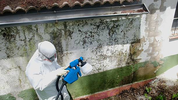 Top rated local Attic Mold Remediation specialists in Easton, PA